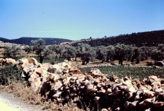 Galilee - Israel - 1962