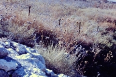 Galilee - Israel - 1962